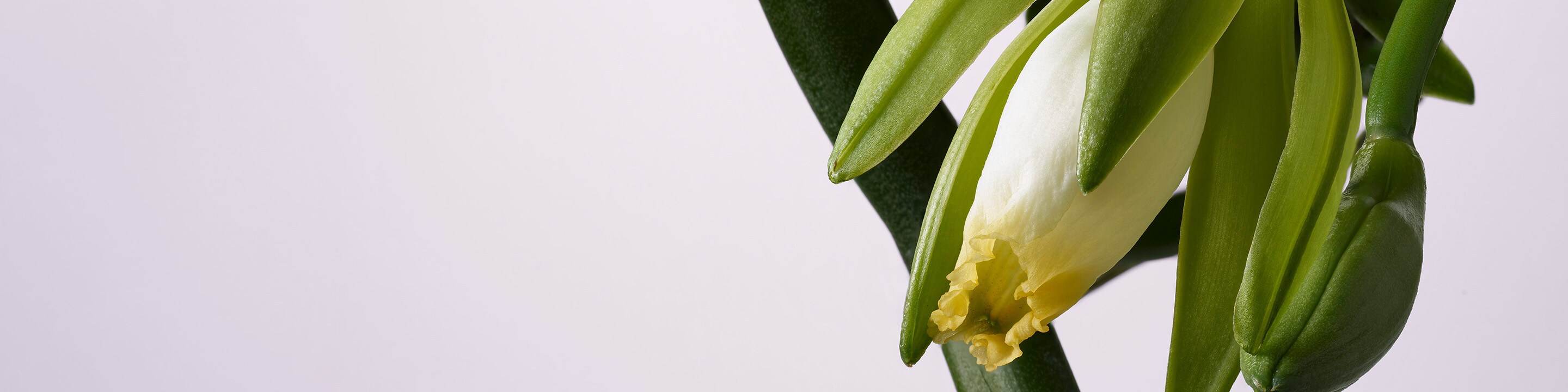 Magasiner la mousse épaississante invati ultra advanced